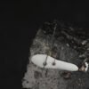 Rolex "Paul Newman" hands for early Daytona 6239 black tip